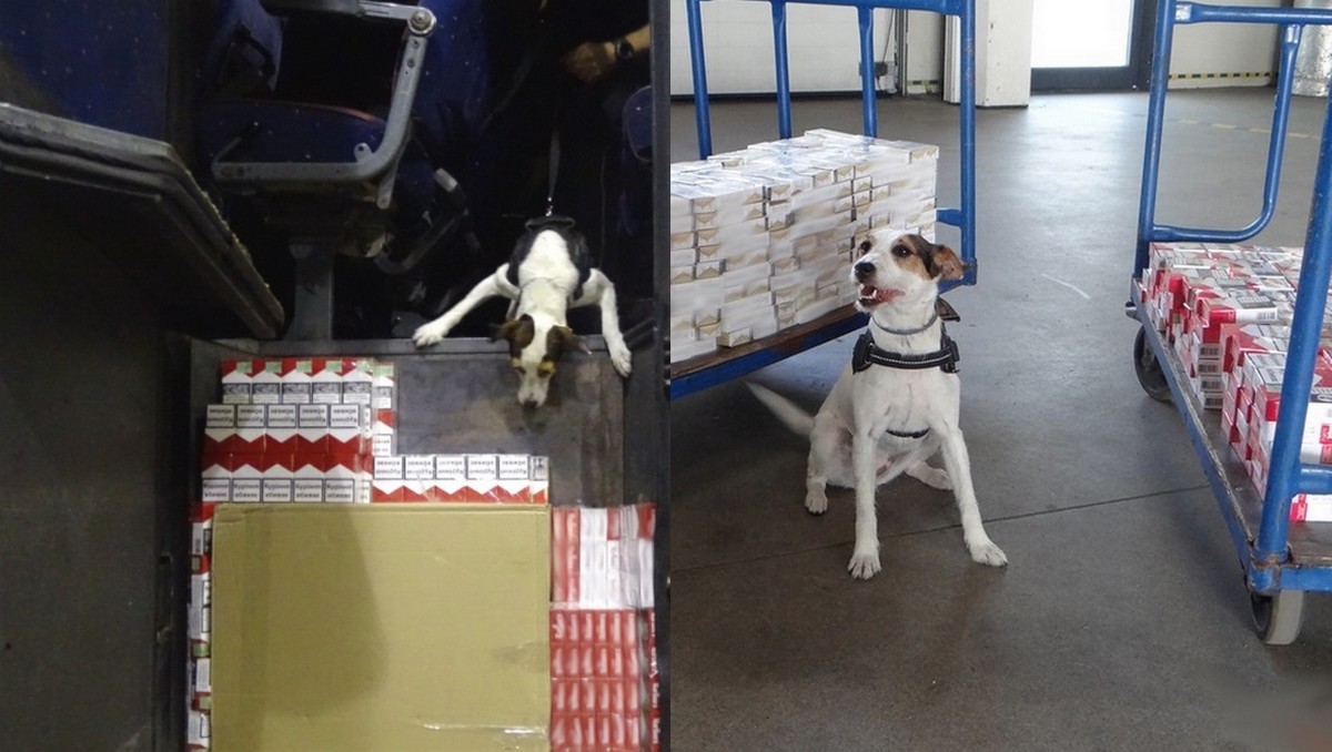 Lucy i Inka pomogły w udaremnieniu przemytu papierosów