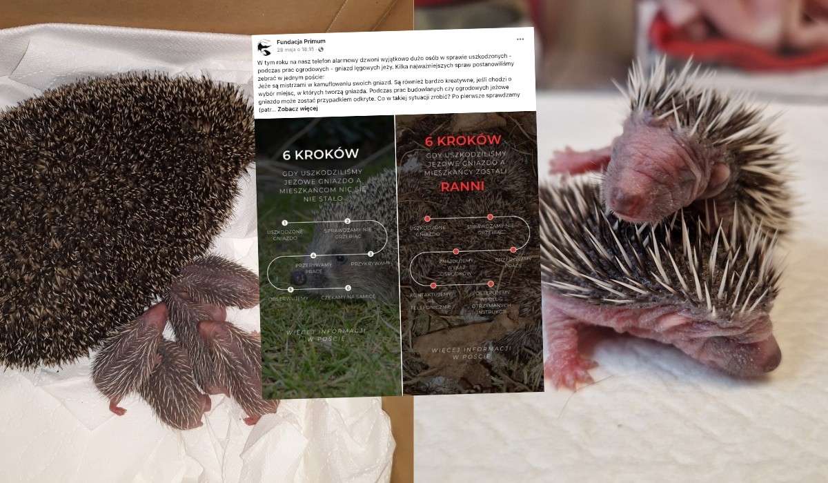 Ośrodek pomagający jeżom prosi, żeby ich nie ruszać, nie brać do domu i ogólnie zostawić w spokoju