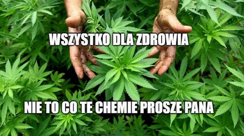 Urugwaj został pierwszym krajem Ameryki Łacińskiej, który będzie eksportował medyczną marihuanę