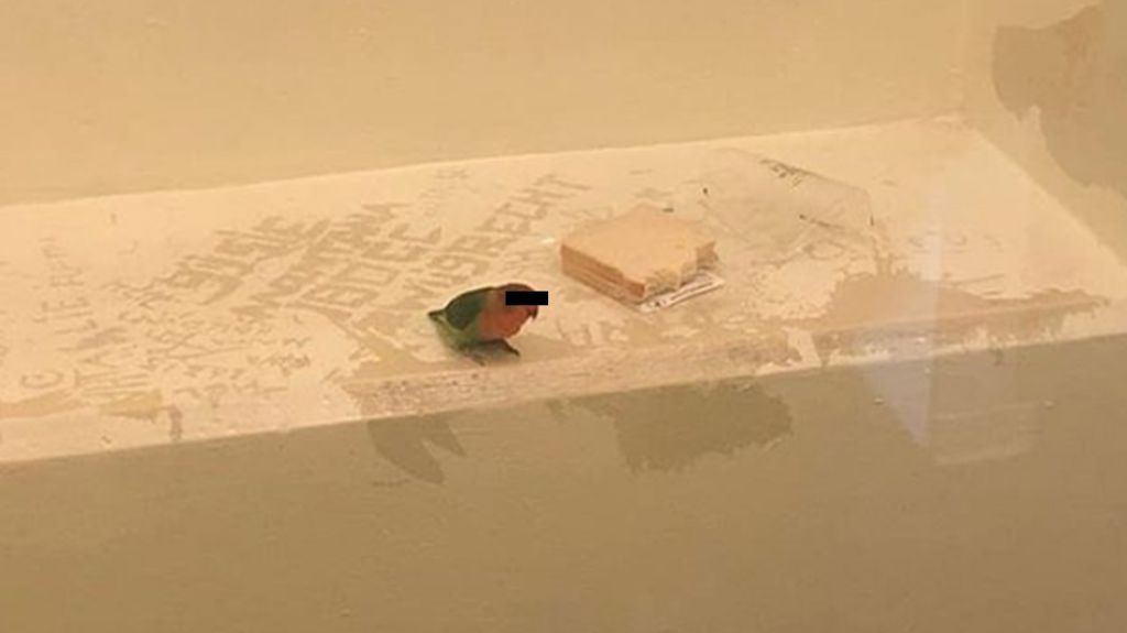 Holandia: policja aresztowała złodzieja razem z jego papużką, oboje siedzą