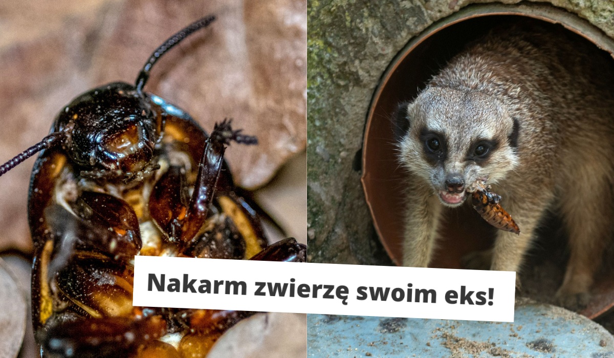 Łódzkie zoo oferuje nazwanie karalucha imieniem byłego lub byłej, i tak zostanie rzucony na pożarcie