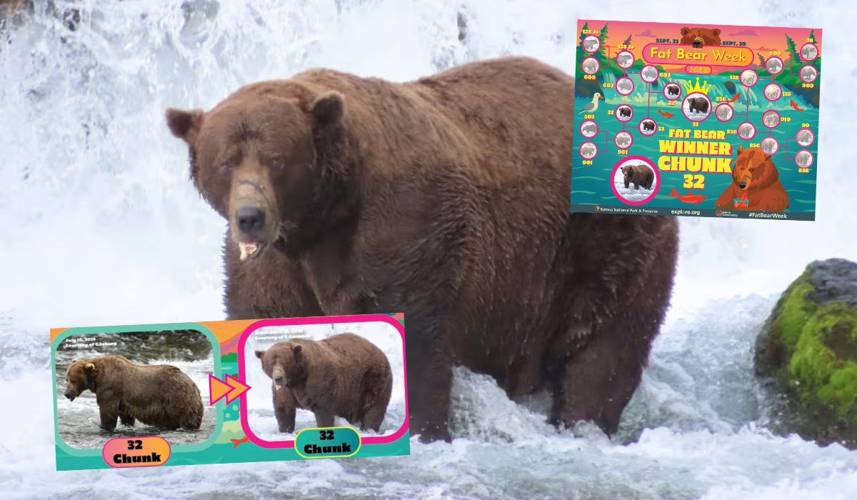 Najgrubszym niedźwiedziem Alaski w 2025 roku został Chunk, udało mu się nabrać masy pomimo złamanej szczęki