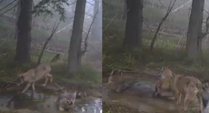Wilki chillujące w lesie nagrane przez fotopułapkę Babiogórskiego Parku Narodowego