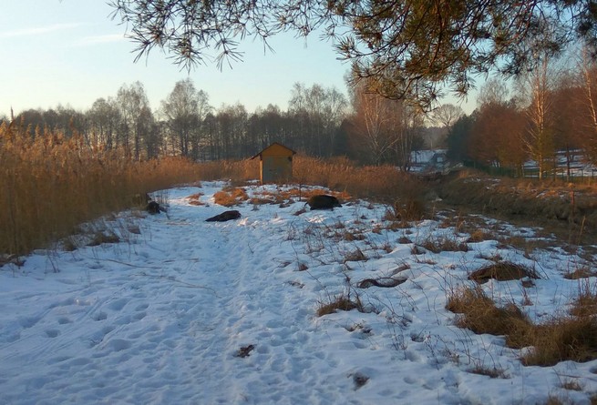 Strażacy uratowali małą watahę tonących dzików