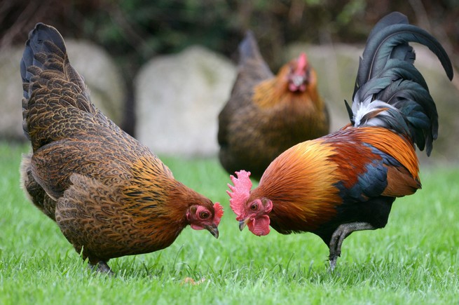Tarnów: jest ostateczny wyrok sądu w sprawie kur oglądających telewizję