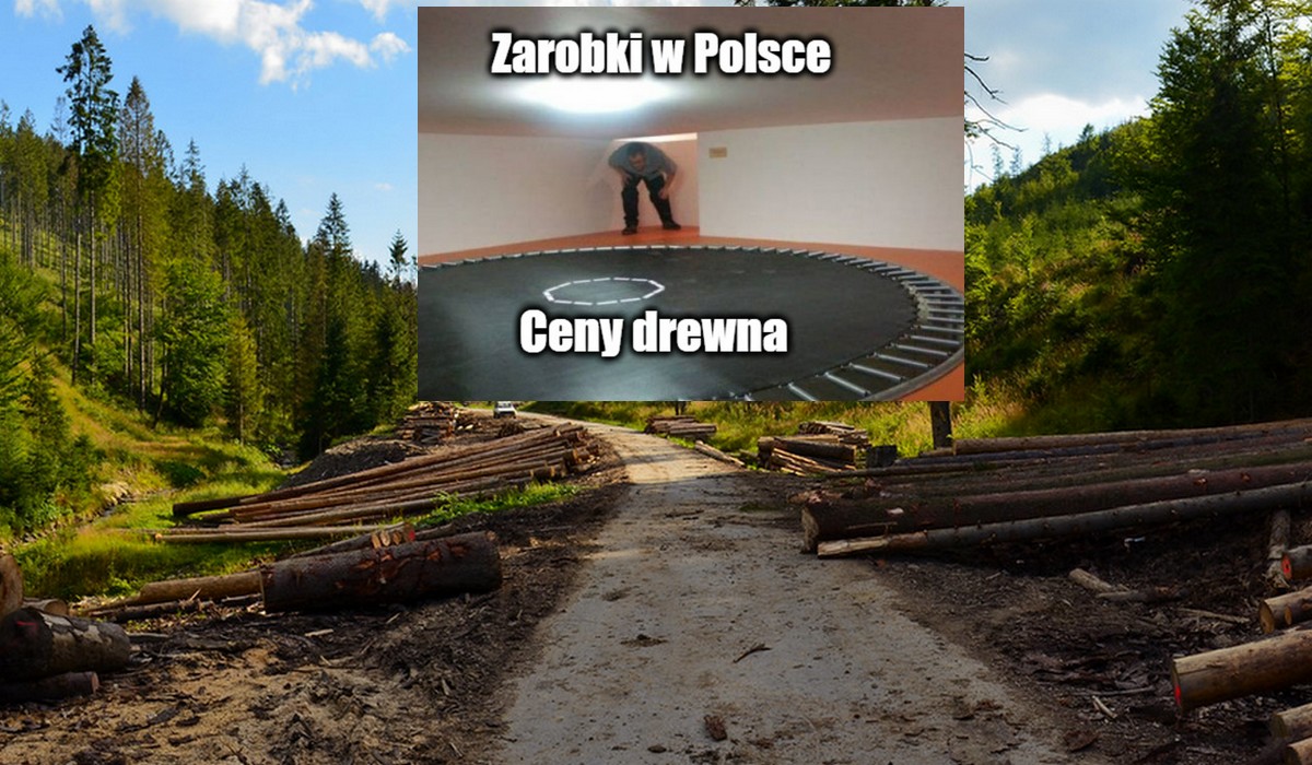 Drewno w Polsce jest najdroższe w Europie i branża obawia się masowych zwolnień