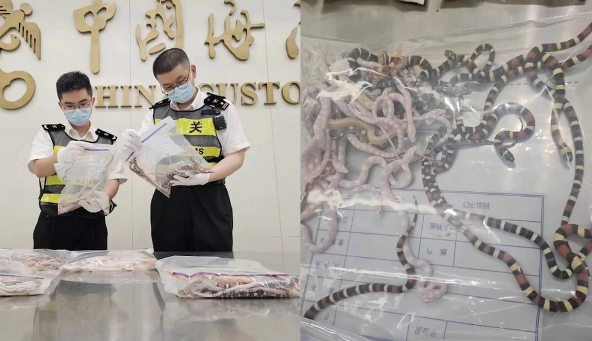 Chiny: chłop usiłował przemycić w spodniach ponad sssssto węży