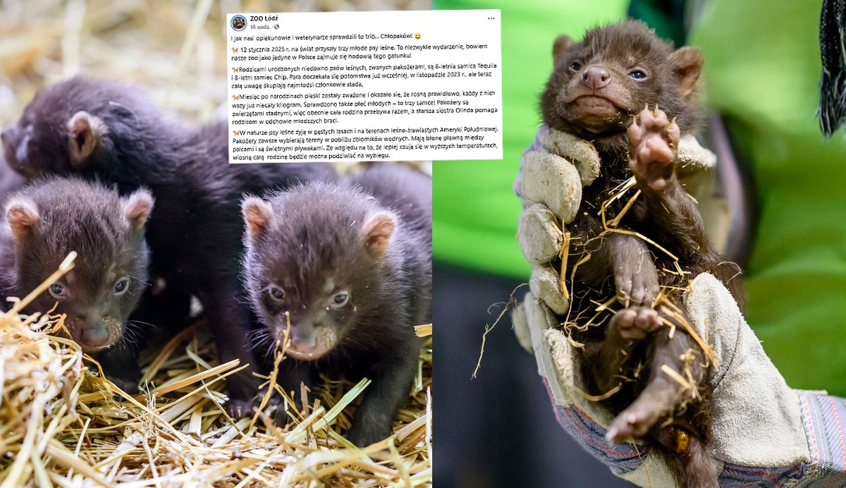 Łódź: urodziły się trojaczki pakożerów, czyli czegoś pomiędzy psem i wydrą