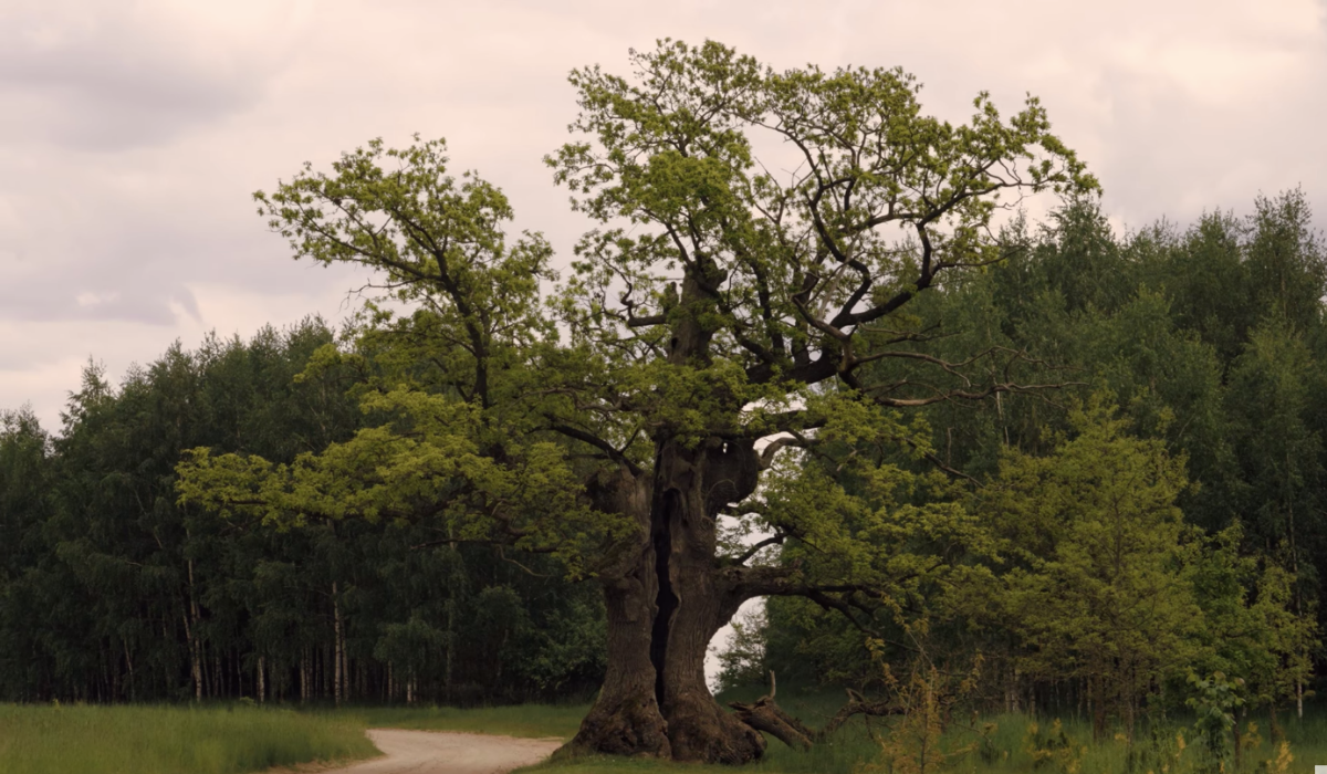 Dąb z Puszczy Białowieskiej został Europejskim Drzewem Roku