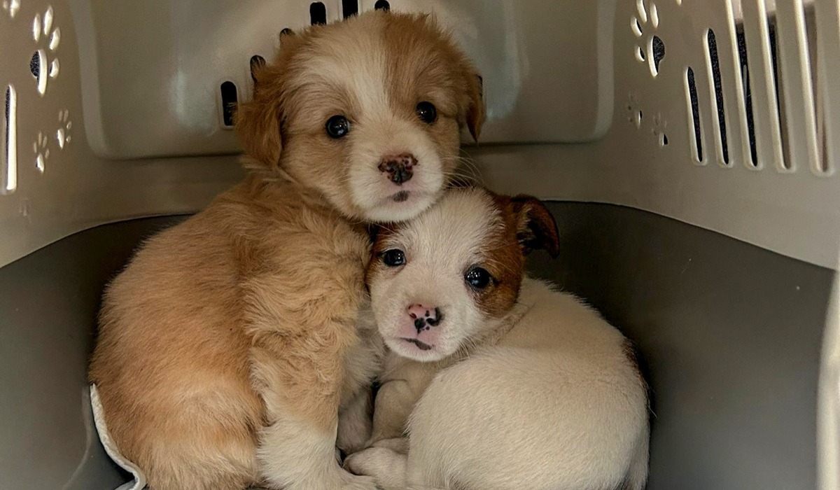 Słubice: policja zgarnęła handlarzy szczeniaczkami, którzy sprzedawali je na bazarze niczym kartofle