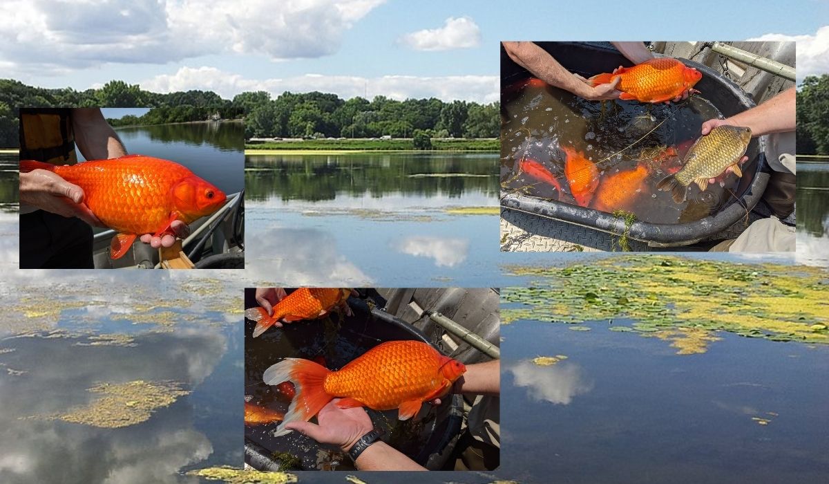 Akwaryści wyrzucali złote rybki do jeziora bo im się znudziły, rybkom się spodobało i zniszczyły ekosystem
