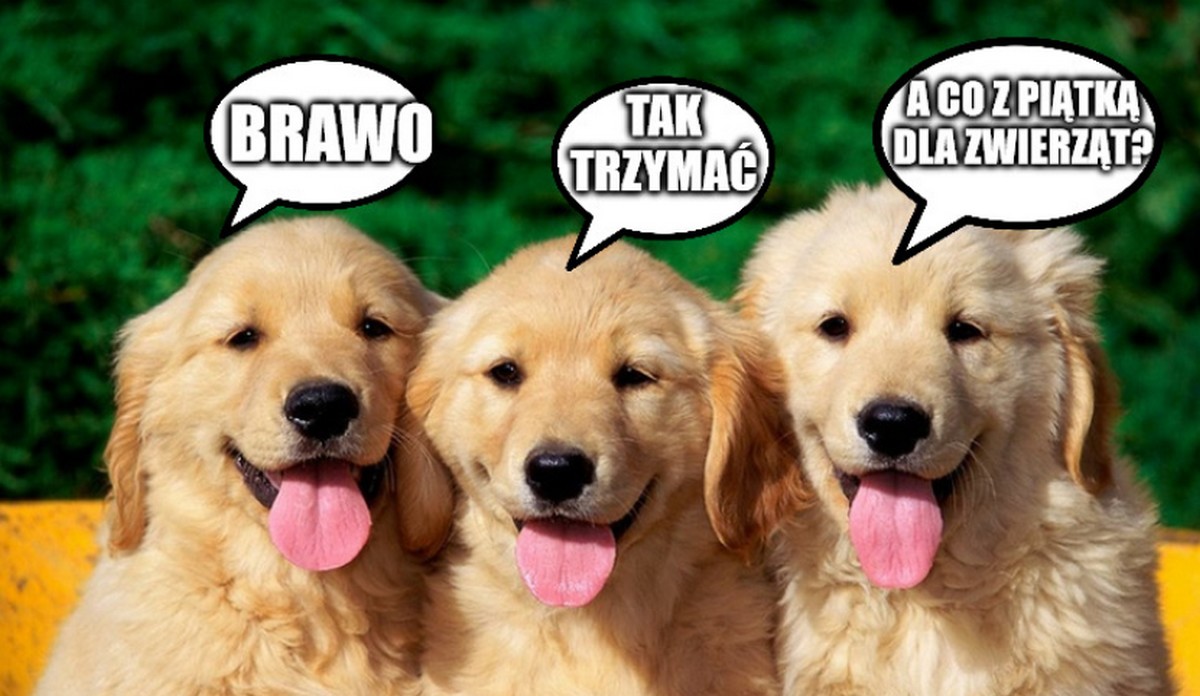 Norwegia: parlament chce, aby przyszli właściciele psów wykazywali się wiedzą na temat zajmowania się czworonogami