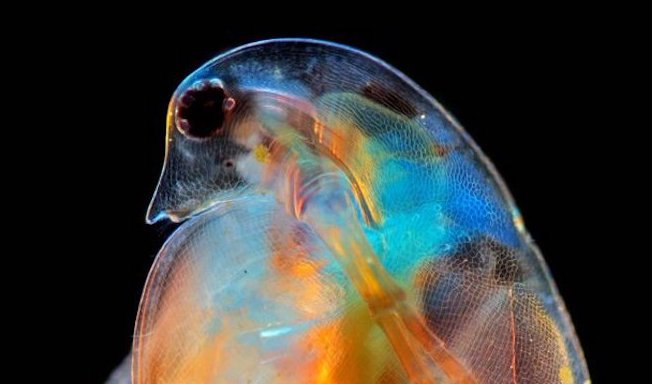 Kadr dnia: "rodząca dafnia" zapewniła Polakowi zwycięstwo w międzynarodowym konkursie