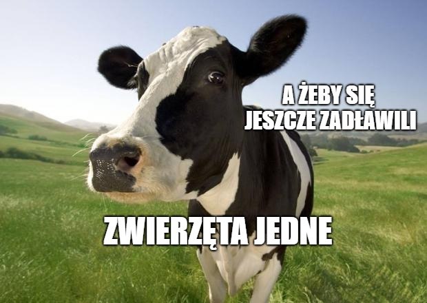 W Pradze podawano mięso z chorych krów z Polski jako wołowinę premium z Argentyny