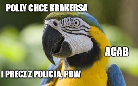 Dilerzy nauczyli papugę ostrzegać przed policją, ale wpadła