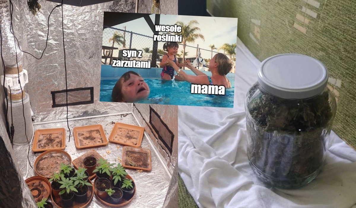 Szczecinek: kobieta z dumą pokazała policji marihuanę syna, pochwaliła się, że właśnie podlała