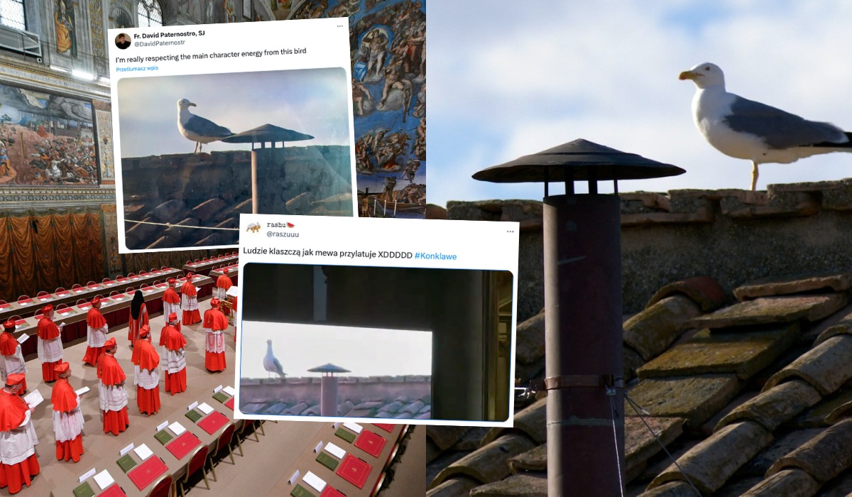 Watykan: konklawe na razie wygrywa mewa, która przyplątała się do słynnego komina
