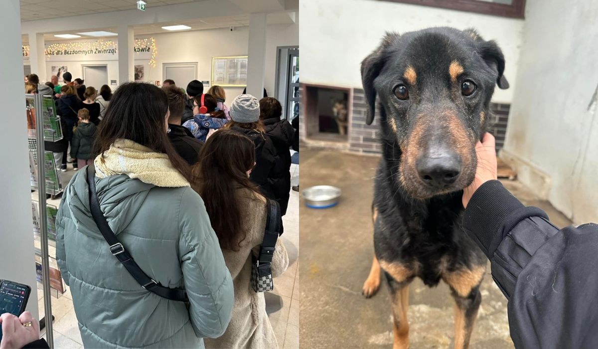 Mobilizacja pod schroniskiem: ludzie biorą zwierzęta chociaż na trochę, bo idą mrozy