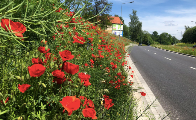 Wałbrzych: wzdłuż głównych ulic miasta powstają "korytarze kwietne" dla owadów 