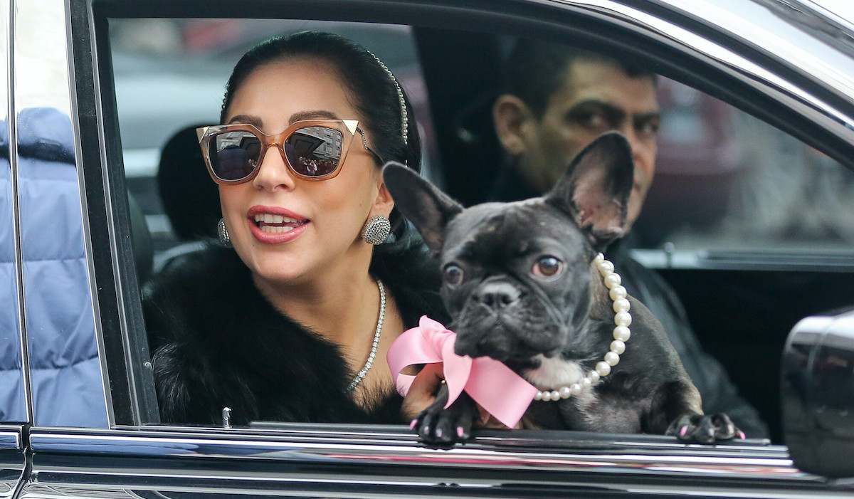 Złodziej psów Lady Gagi skazany na 21 lat więzienia za strzelanie do opiekuna, który wyprowadzał je na spacer