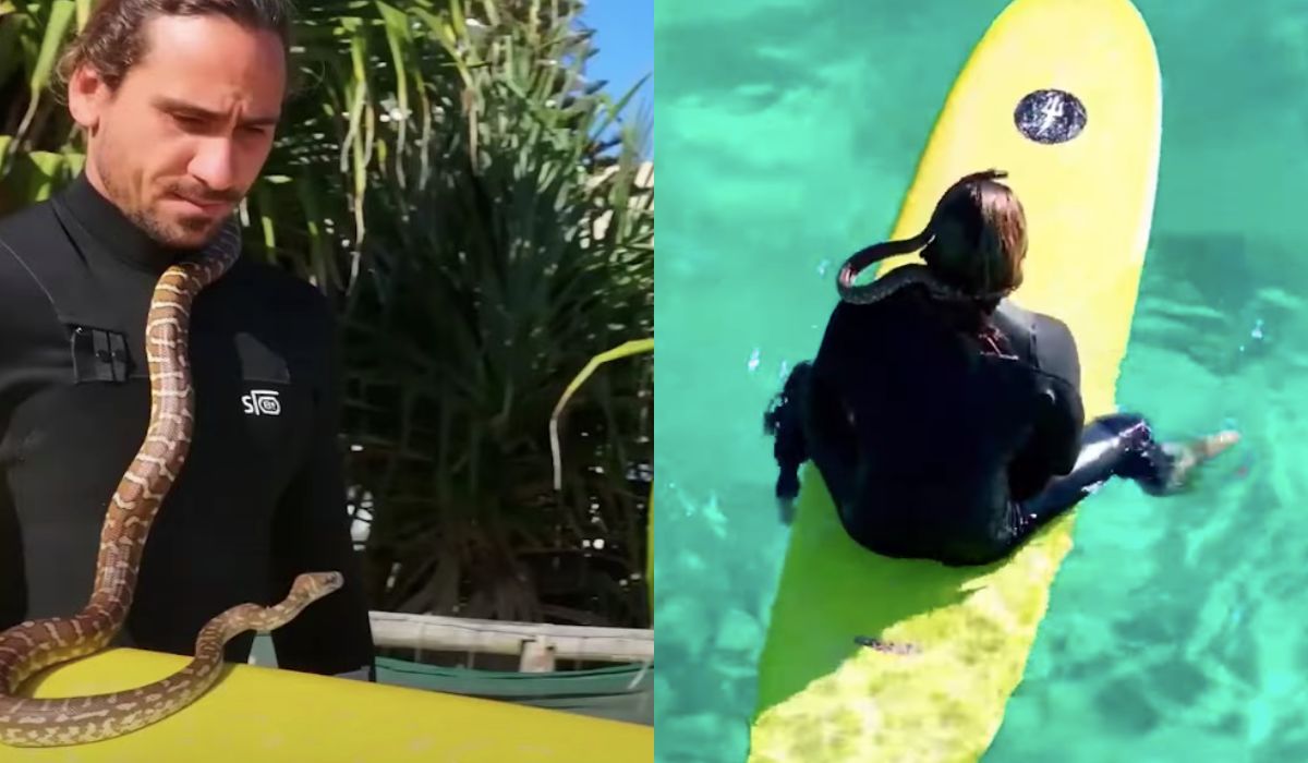 Australia: surfer dostał karę za pływanie z pytonem