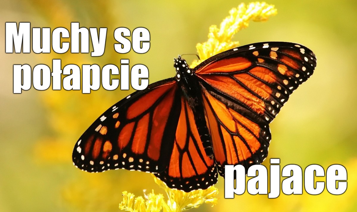 Sri Lanka: Włosi obciążeni najwyższą w historii kraju grzywną za próbę kradzieży motyli