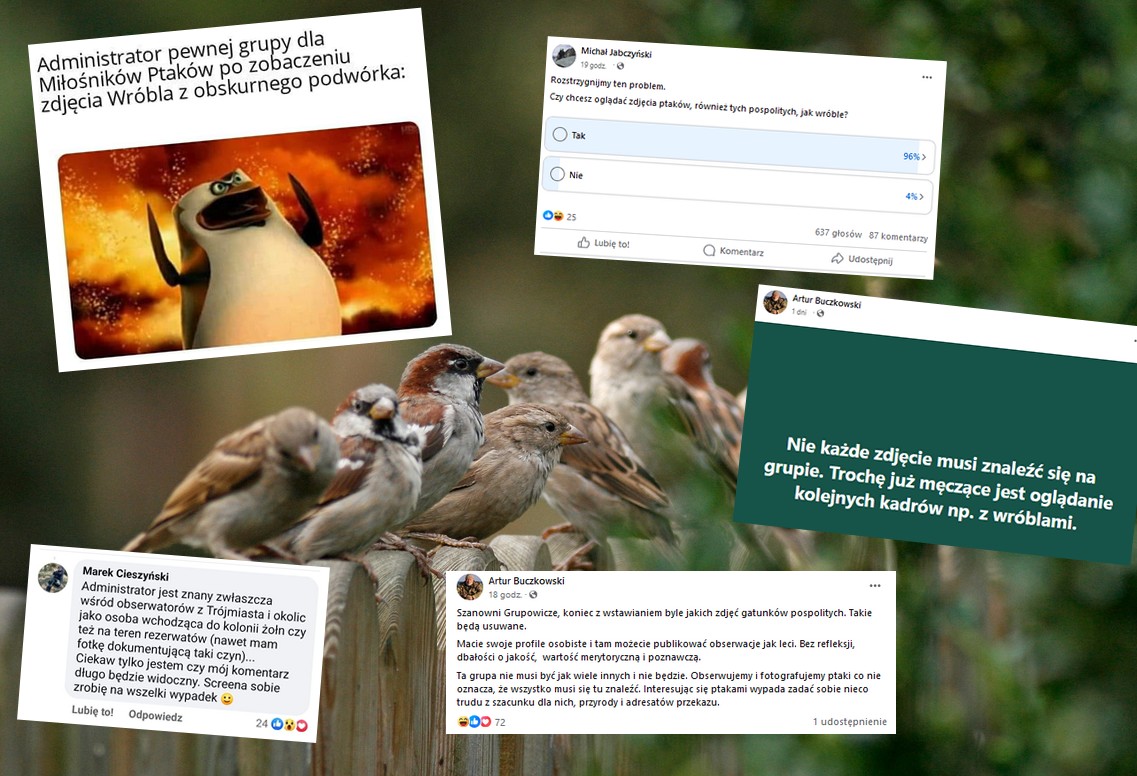 Miłośnicy ornitologii pokłócili się o zdjęcia wróbli i cała ich grupa na Facebooku się rozpada