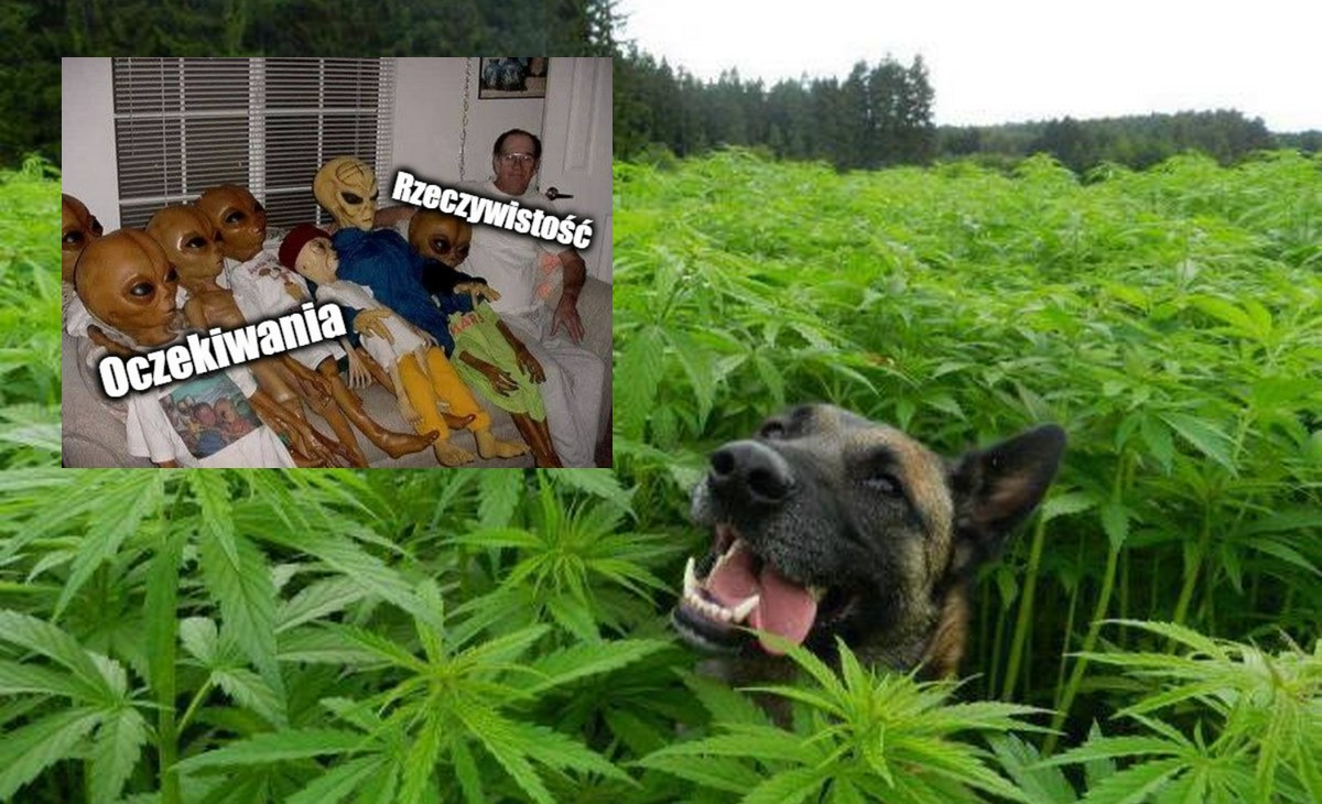 USA: klienci pozwali producenta marihuany, bo to jak się porobili, mijało się z ich oczekiwaniami