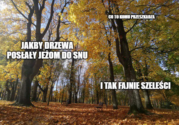 Kolejne miasta rezygnują z grabienia liści, niech w innych miastach też to się ziści