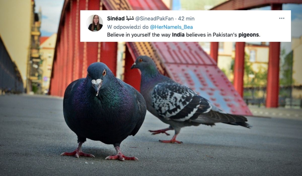 Indie robią aferę o gołębia, który przeleciał z Pakistanu, bo to najpewniej gołąb szpiegowski