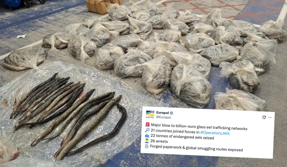 Dzięki międzynarodowej współpracy udało się rozbić gang przemytników węgorzy