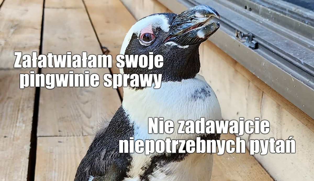 Japonia: samica pingwina uciekła swojemu opiekunowi, wyszalała się i wróciła do niego po dwóch tygodniach