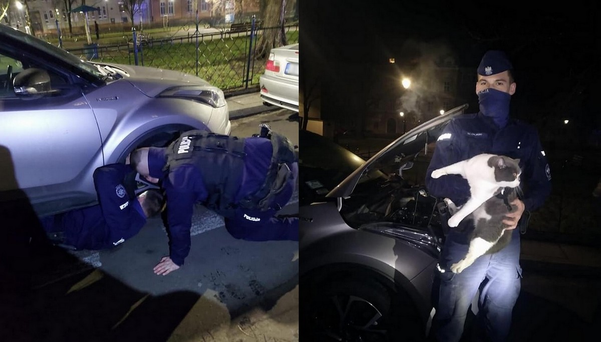 Policjanci uratowali przestraszonego kitku, który wlazł w samochód