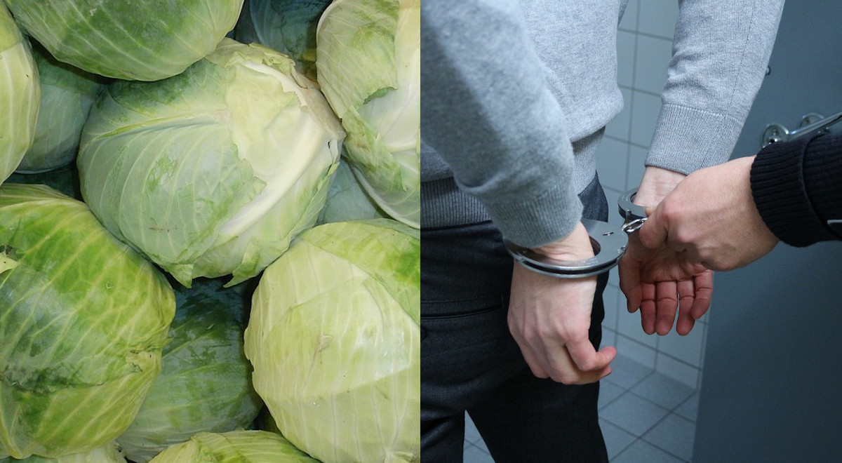 Świętokrzyskie: dwaj panowie po 70-tce nakradli kapusty o wartości 3000 zł i grozi im teraz do 5 lat więzienia