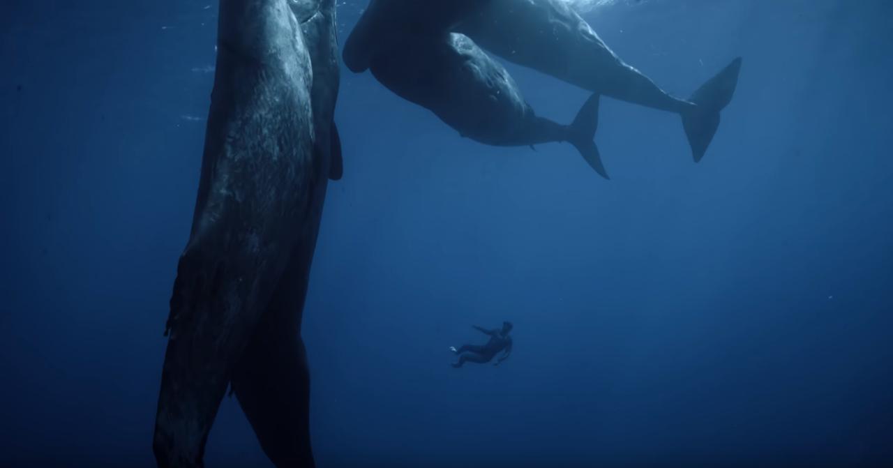 Widzieliście kiedyś, jak śpią wieloryby?