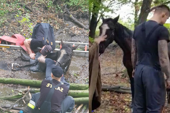 Bohaterska akcja pracowników oczyszczalni ścieków: uratowali konia i jego właścicielkę