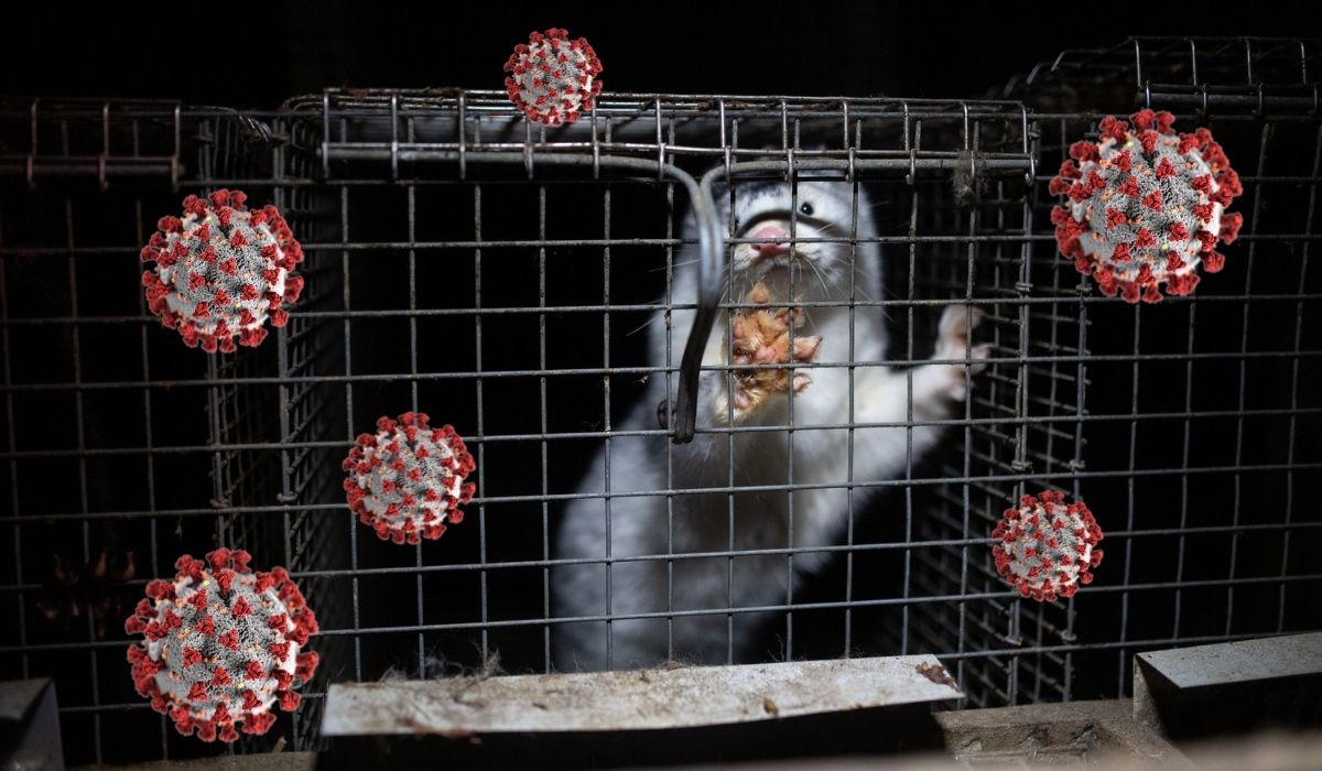 Finlandia pierwszym krajem w UE, który będzie szczepił norki