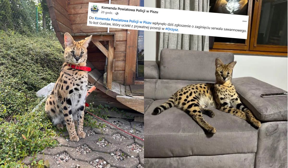 Na Mazurach trwają poszukiwania serwala Gustawa, który uciekł komuś z posesji