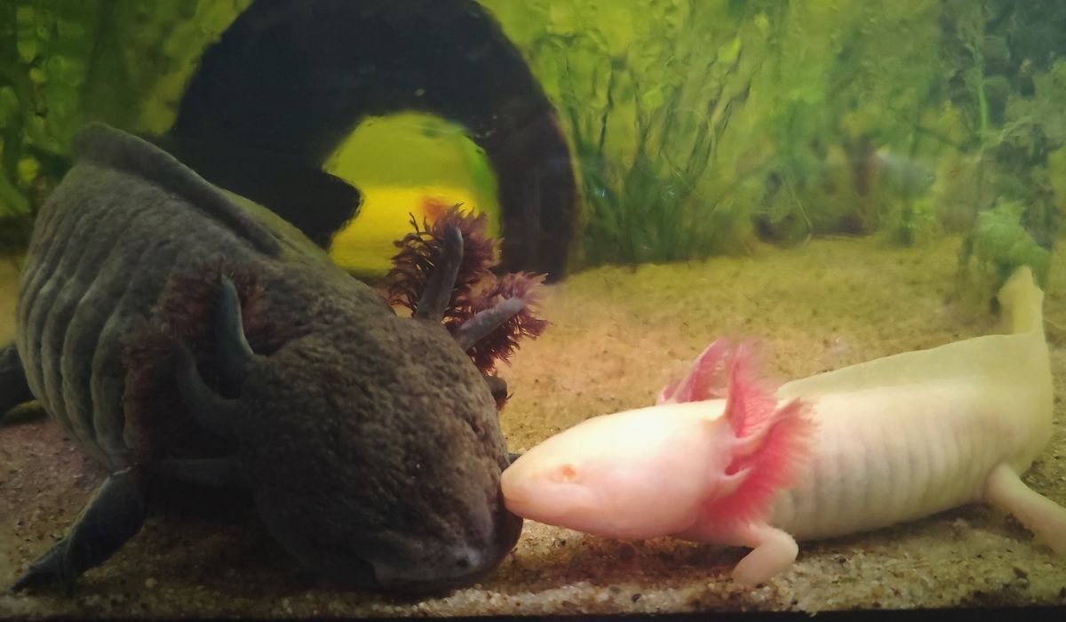 Porzucony aksolotl Zenek znalazł sobie nowe mieszkanko i ma się dobrze