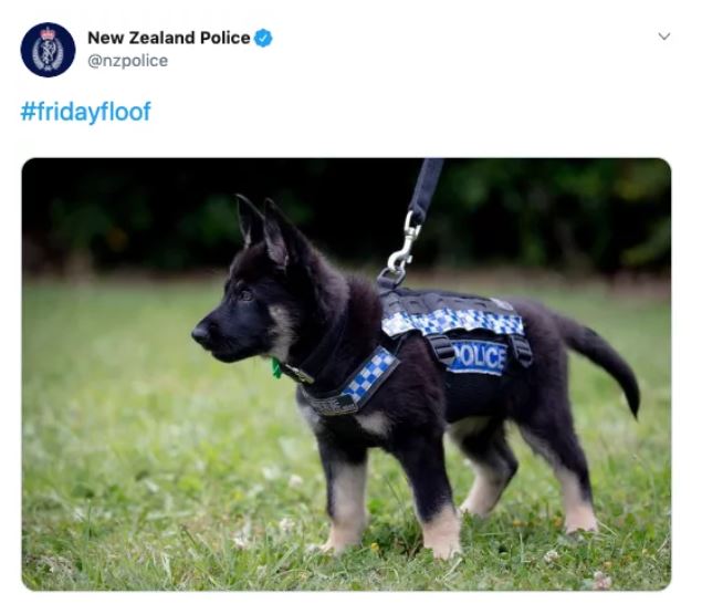 Nowozelandzka policja prosi funkcjonariuszy, żeby przestali postować zdjęcia piesków i zabrali się do roboty
