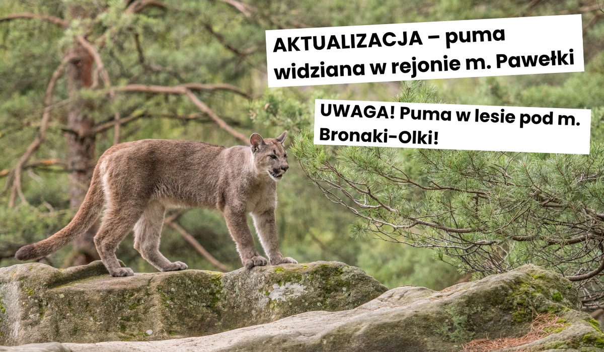 Kolejna puma na wolności została namierzona w Polsce, tym razem na Podlasiu