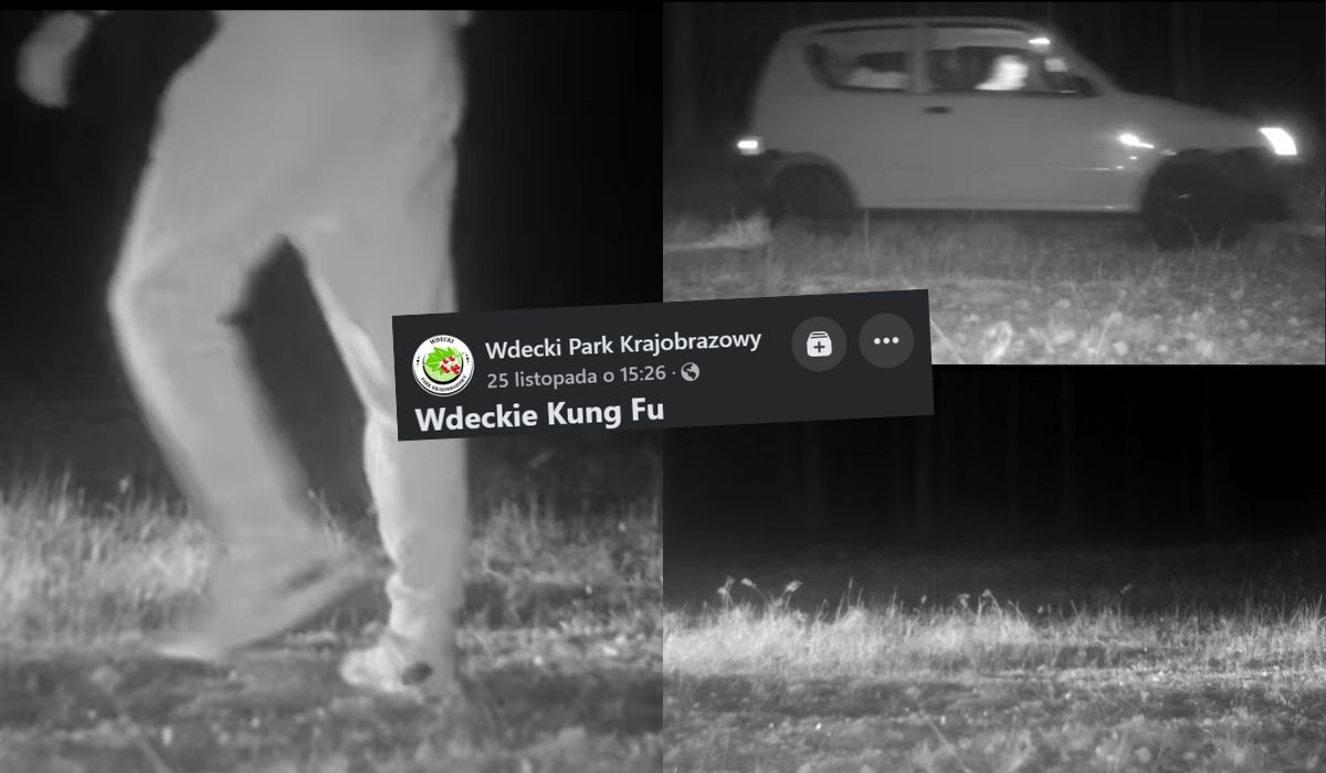 Leśnicy chcieli nagrać wilka, ale przypadkiem nagrali wojownika, który zostawił śmieci i pobił drzewo