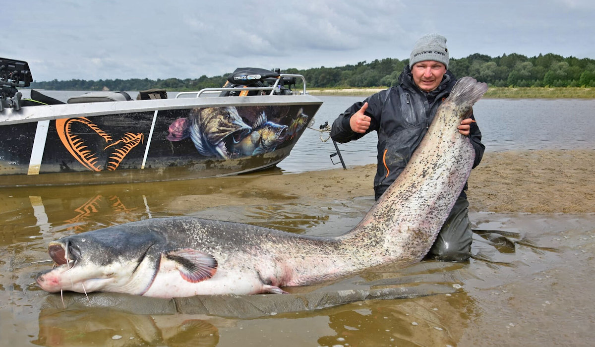 Nowy rekord największego suma złowionego w Polsce wynosi od teraz 2,61 m ಠ_ಠ