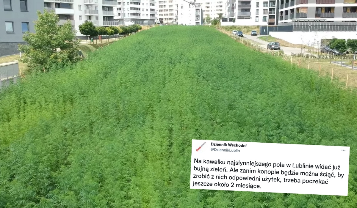 Lublin: słynne pole między blokami zostało przeznaczone pod uprawy konopi