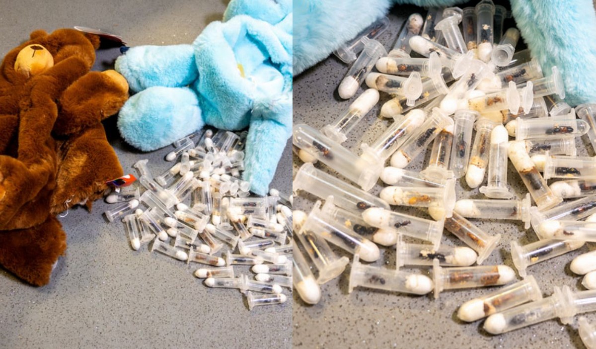 Śląsk: celnicy zatrzymali próbę przemytu pluszaków wypełnionych mrówkami