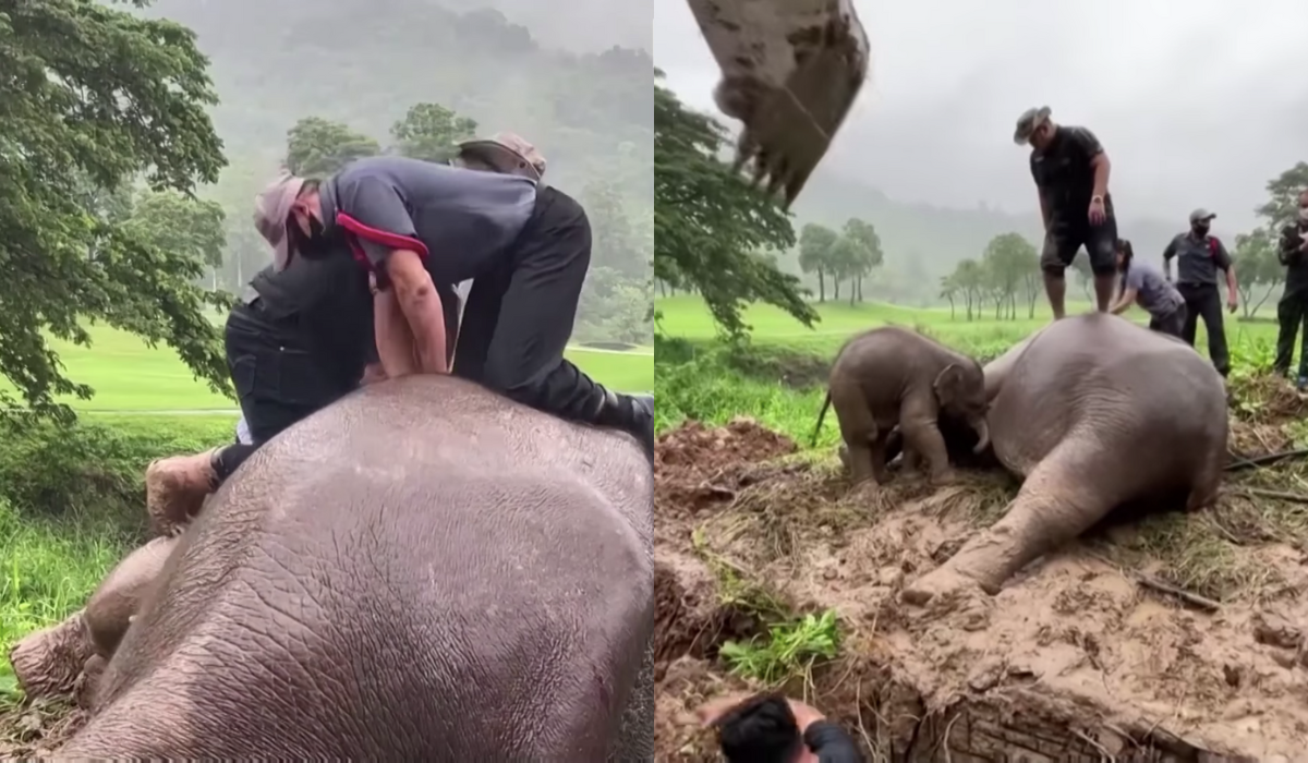 Tajlandia: weterynarze przeprowadzili skuteczny masaż serca na słonicy skacząc po niej