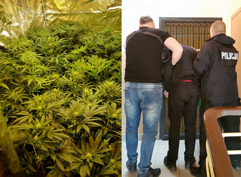 Komornik chciał zająć majątek dłużnika. W mieszkaniu znalazł uprawę marihuany