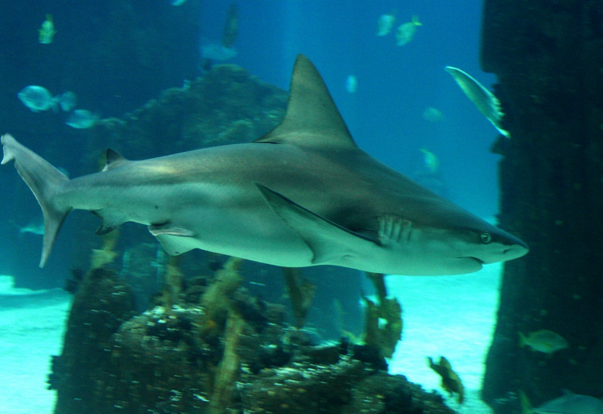 Ekolodzy alarmują, że w związku z produkcją szczepionki na koronawirusa może zginąć nawet pół miliona rekinów 