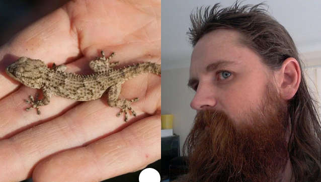 Australia: 34-latek założył się, że zje gekona. Zmarł 10 dni później