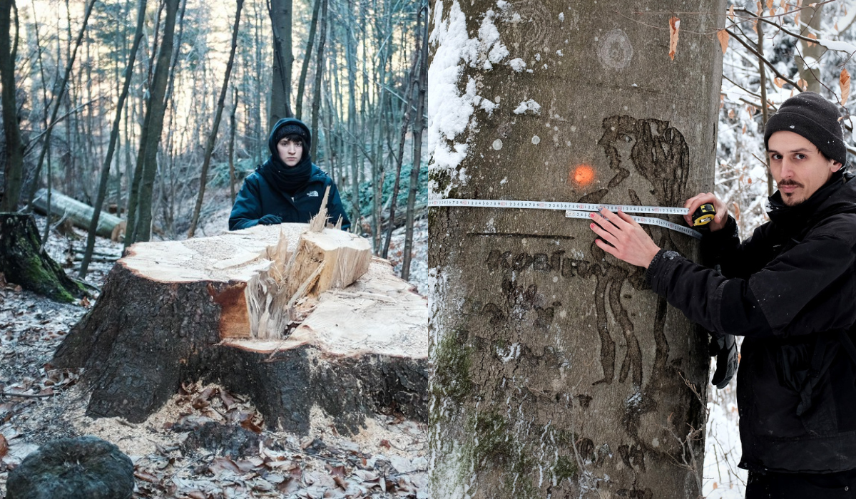 Aktywiści alarmują, że Lasy Państwowe na bezczela wycinają wyjątkowe fragmenty Puszczy Karpackiej
